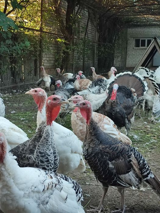 Пропонуємо індичат різного віку