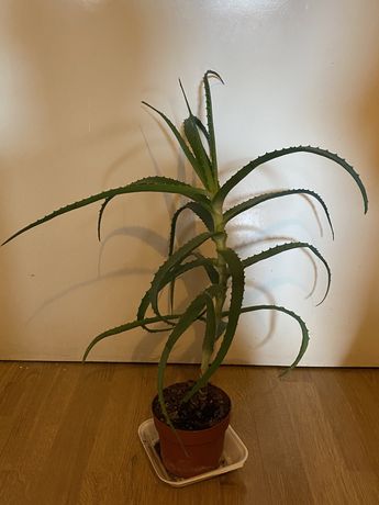 Aloes wysokosc 60 cm