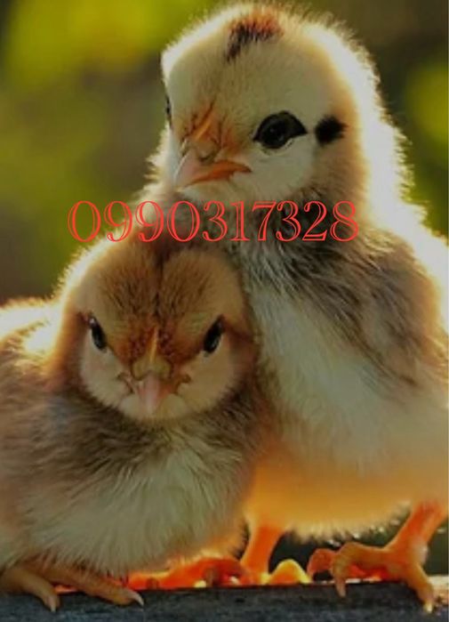 Бройлер. Мясояичные породы цыплят.