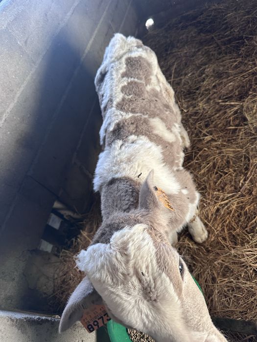 Vitelo cruzado de charolais