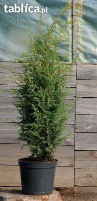 Jałowiec kolumnowy Hibernica 85 cm, nie Thuja  Szmaragd na żywopłot