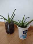 Aloes kwiat doniczkowy