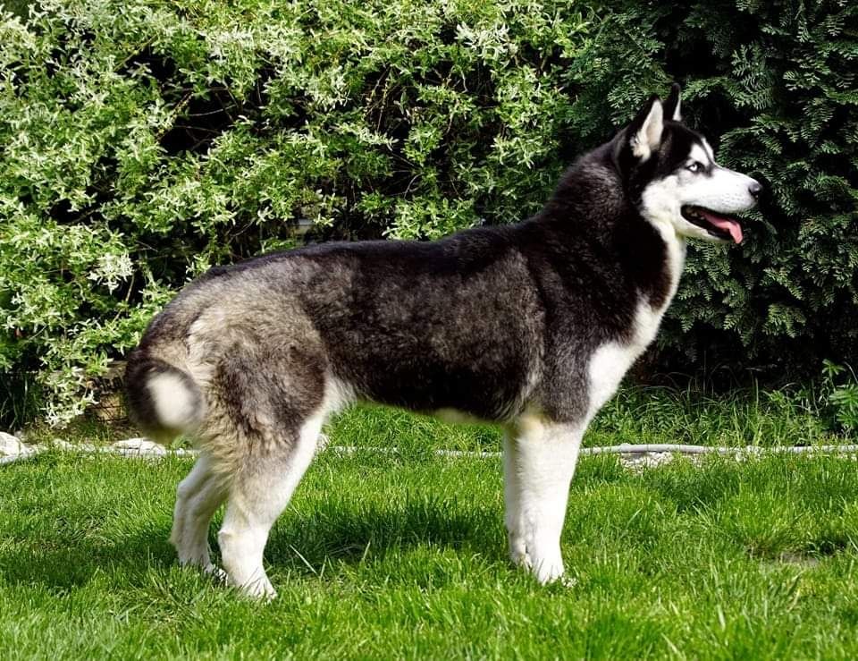 Siberian Husky szczenię piesek hodowla ZKwP FCI