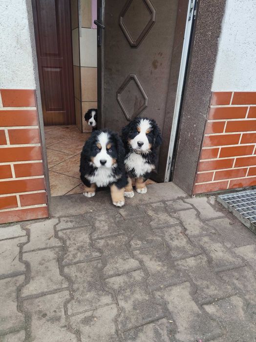 Berneński Pies Pasterski