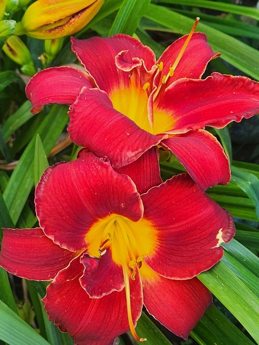 Саженцы садовых растений