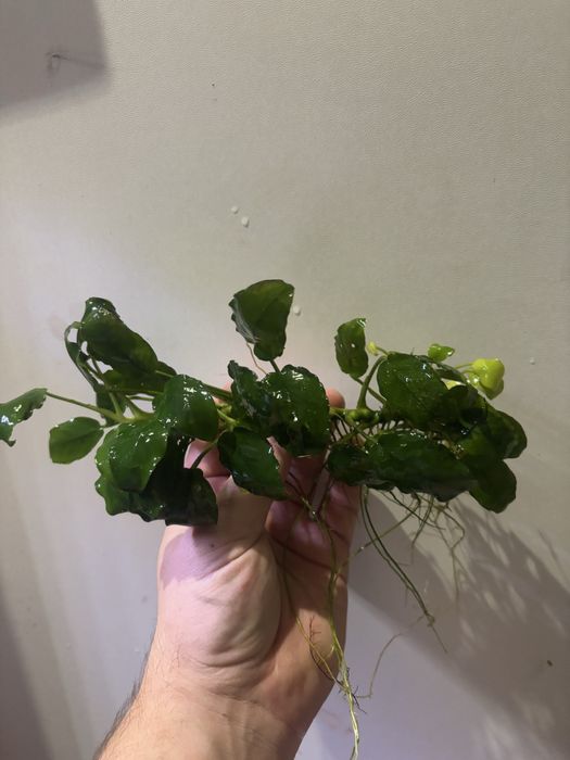 Anubiasy spore ilosci