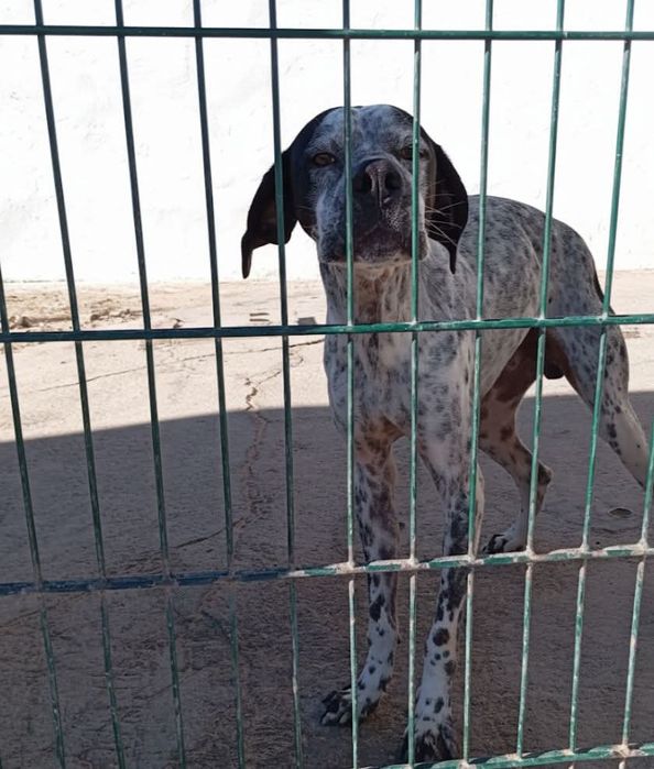 Menino X Pointer para adoção responsável