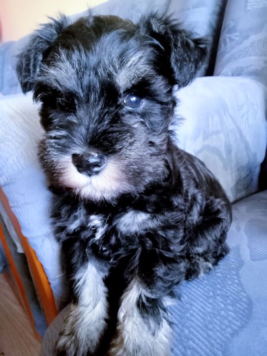 Sznaucer miniaturowy czarno-srebne z rodowodem sunia