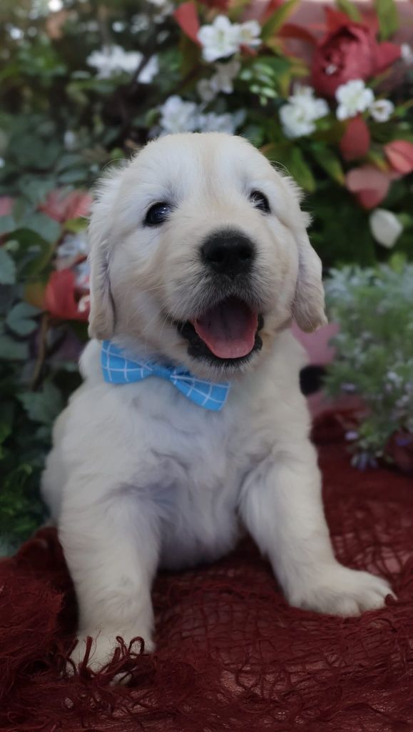 Golden retriever szczeniak zkwp fci śląskie