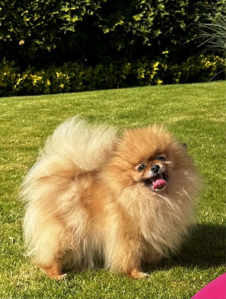 Szpic miniaturowy Pomeranian