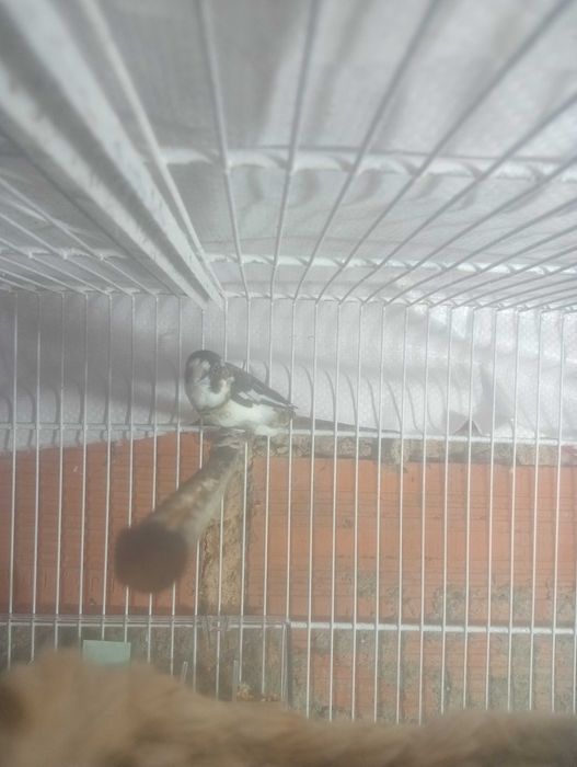 Vendo casais bengalins