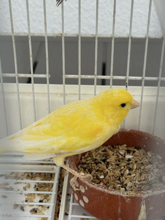 Gaiola branca com 4 canários