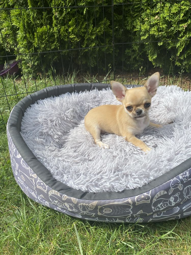 Chihuahua piesek Amor