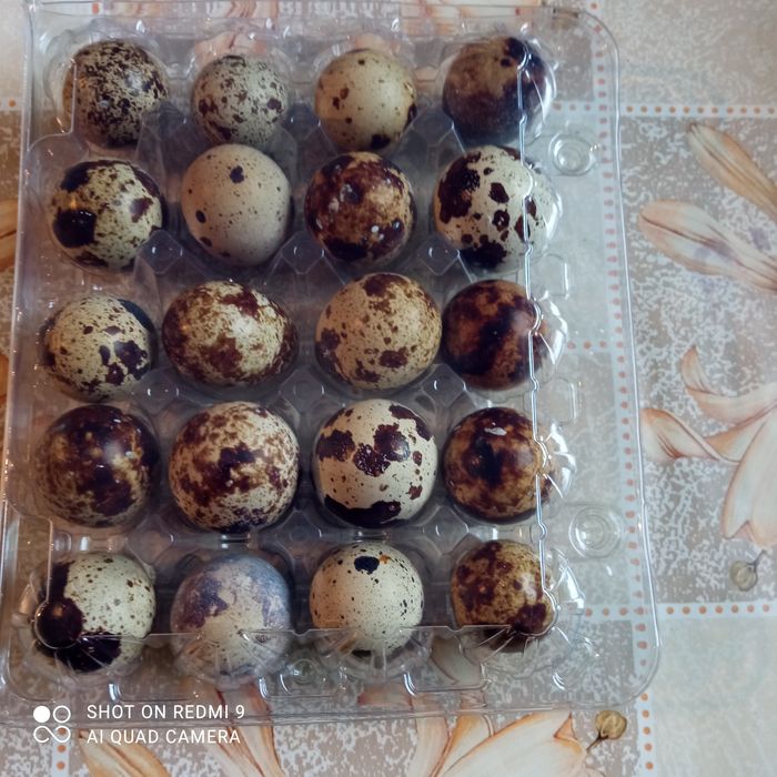 Jajka przepiórcze lęgowe