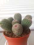 Кактус мамілярія (mammillaria), сукуленти, сансевієрія, хавортія