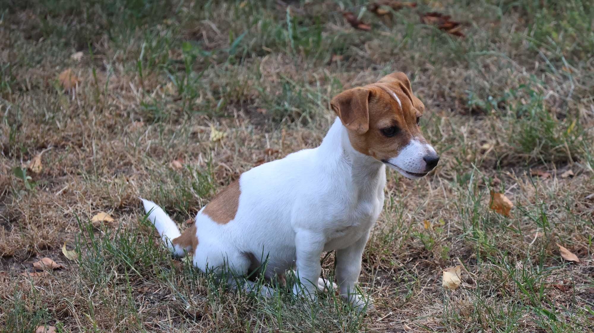 4,5 miesięczny piesek Jack Russell Terrier ZKwP FCI
