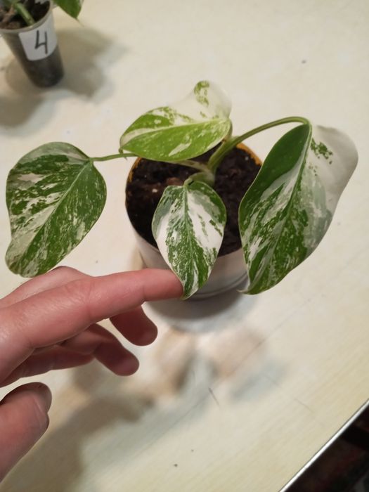 Монстера Альба вар.