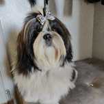 Pies szczeniak Shih Tzu 6miesiecy śliczny ZKWP