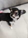 Nelka czarnulka chihuahua
