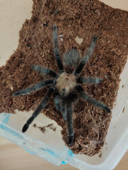 Aphonopelma chalcodes samiec 3DC