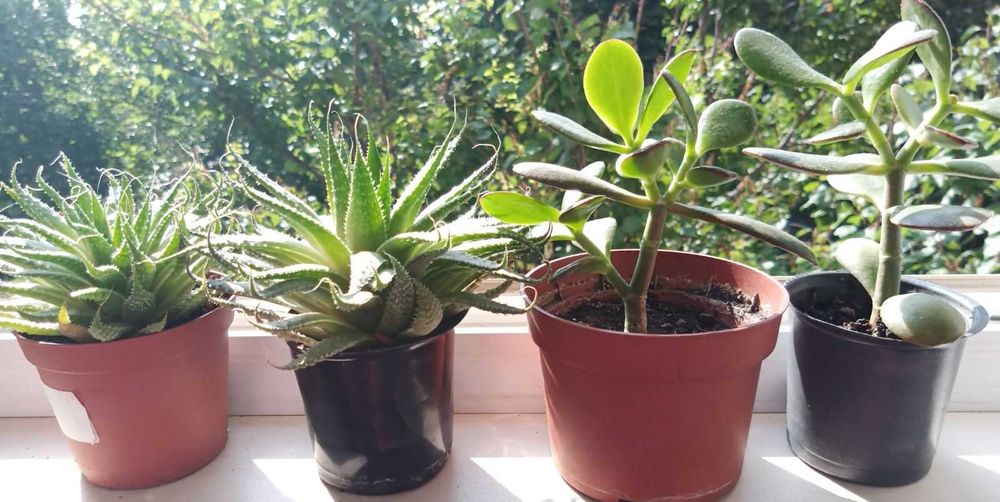 Денежное дерево Красула