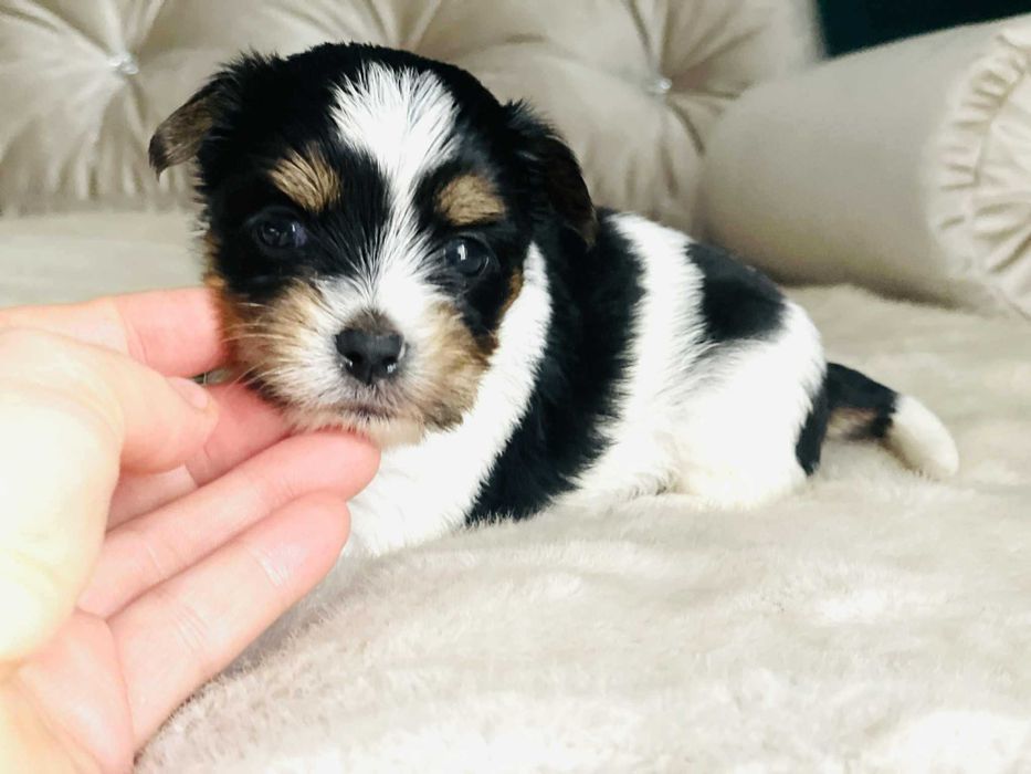 York Biewer - piękna malutka suczka po sprawdzonych przodkach.