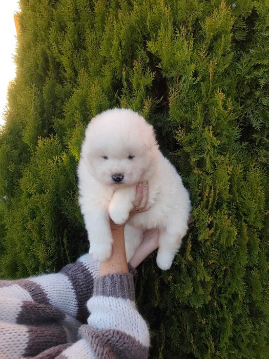 Piękny Piesek Samojed