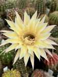 kaktus Echinopsis hybryd 37-2005