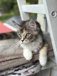 Maine coon - kotka