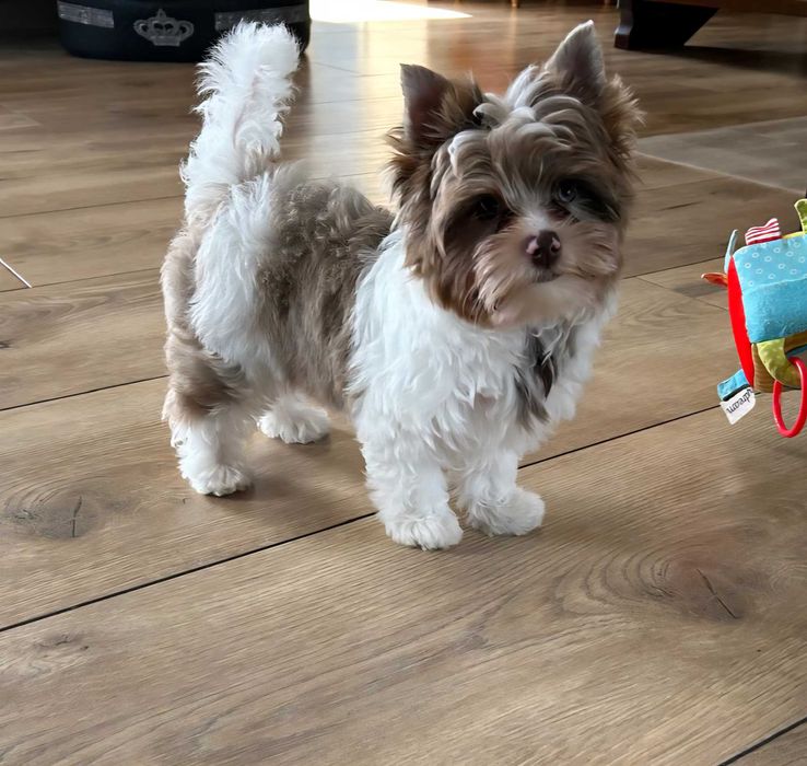 Yorkshire terrier-York Chocoberry