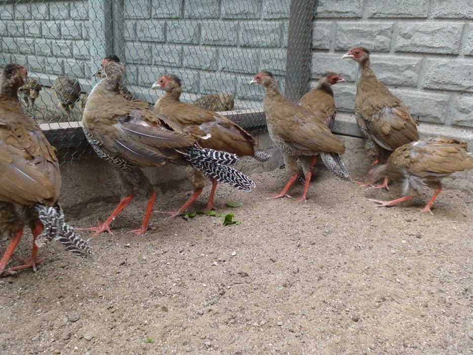 Bażant Bażanty srebrne 2025