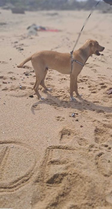 Doa-se cão com 8 meses