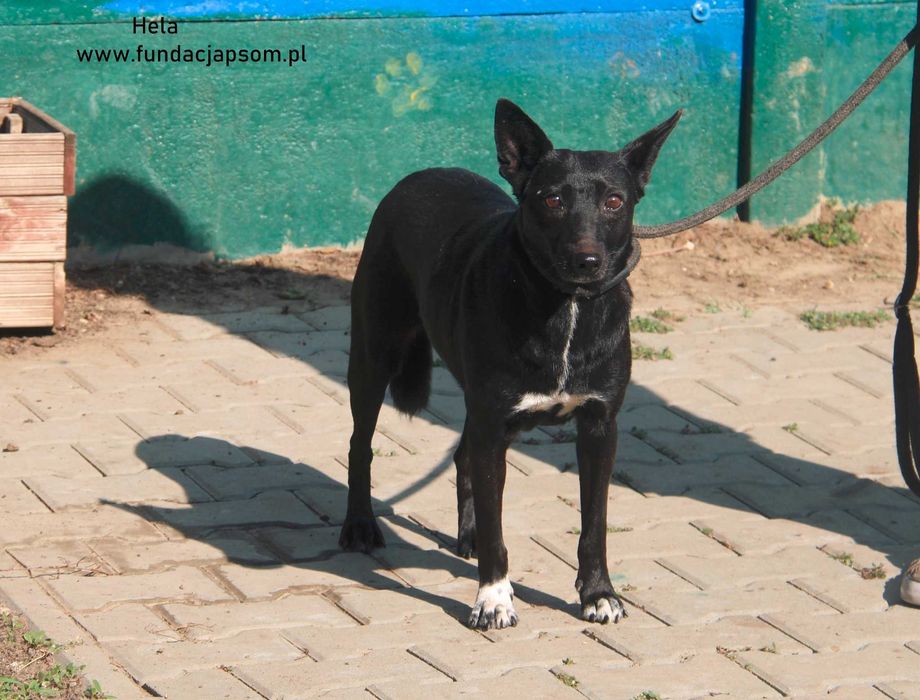 Hela- czeka na swój domek