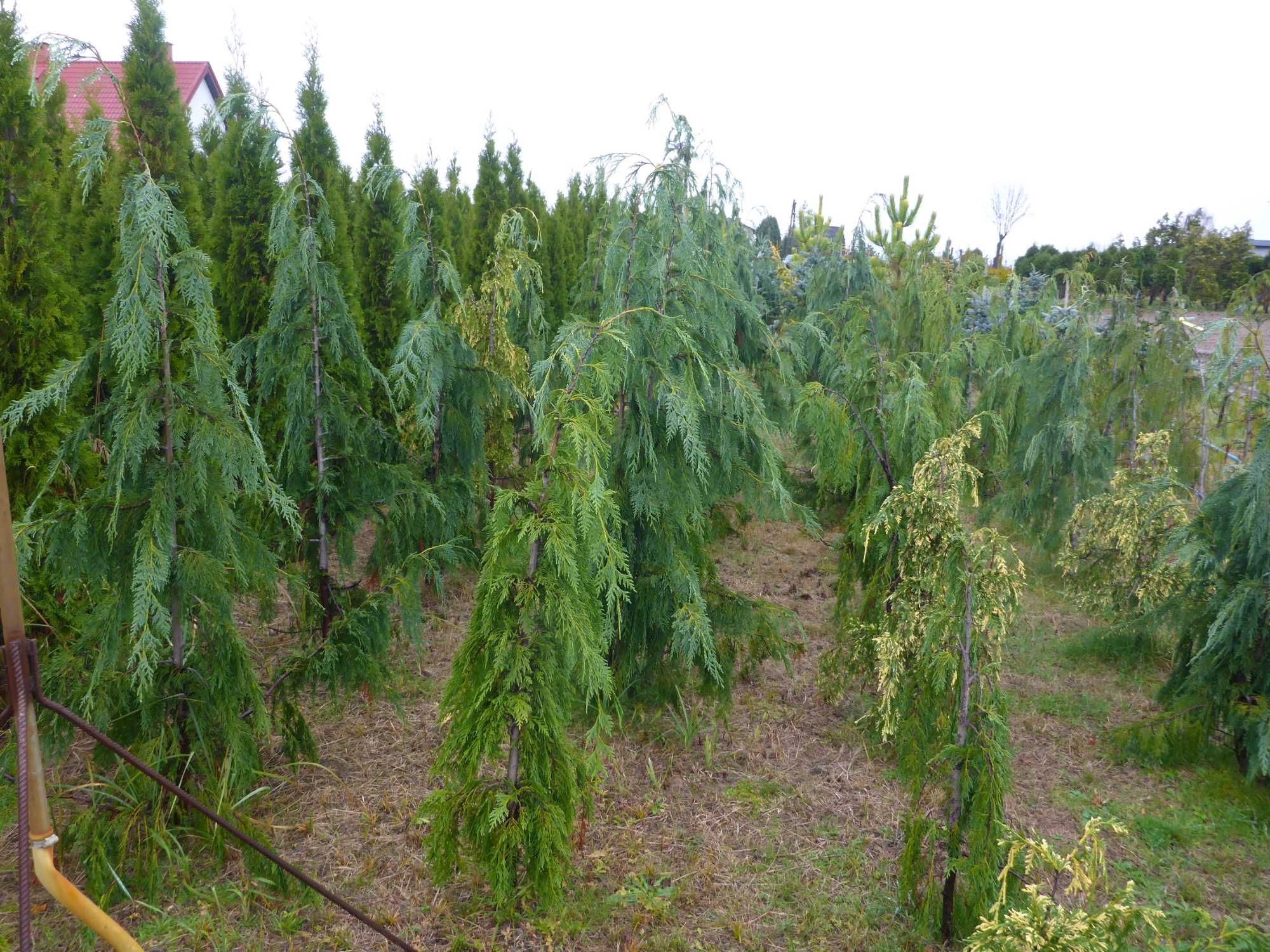 200cm cyprys CYPRYSIK nutkajski _ KLIPPERT pendula JUBILE baba jaga