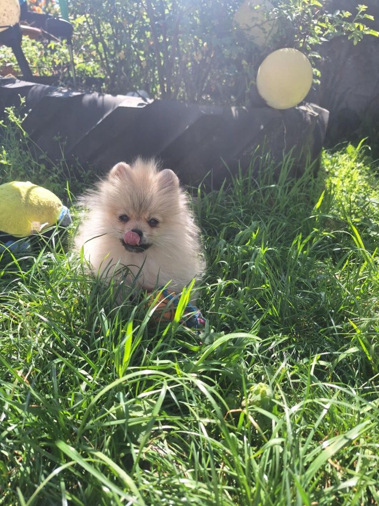 Piesek Szpic Miniaturowy Pomeranian