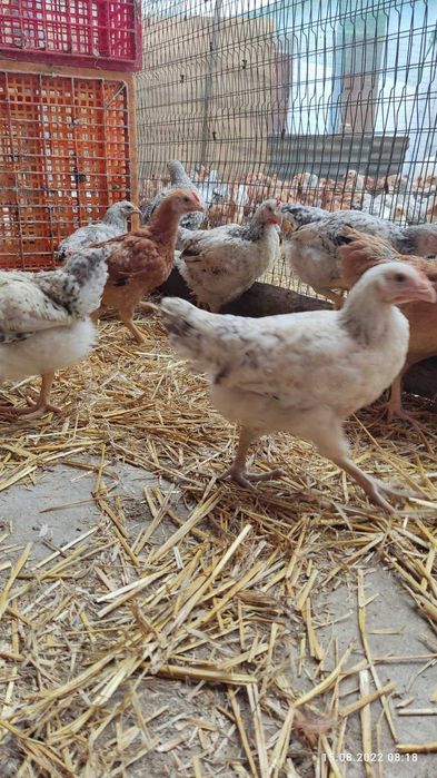 кури несушки та молодки