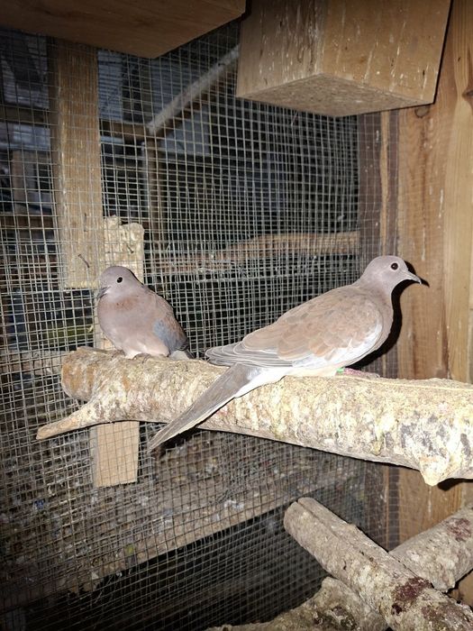 Gołębie Senegalskie