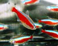 Красный неон Борисполь рыбки