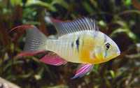 GB Pielęgniczka boliwijska (Mikrogeophagus altispinosus) - dowóz ryb!