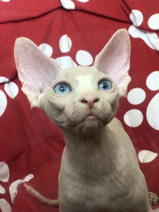 Сфинкс красотка !