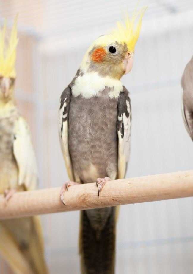 Пташині вершки - Какарики та Корелли