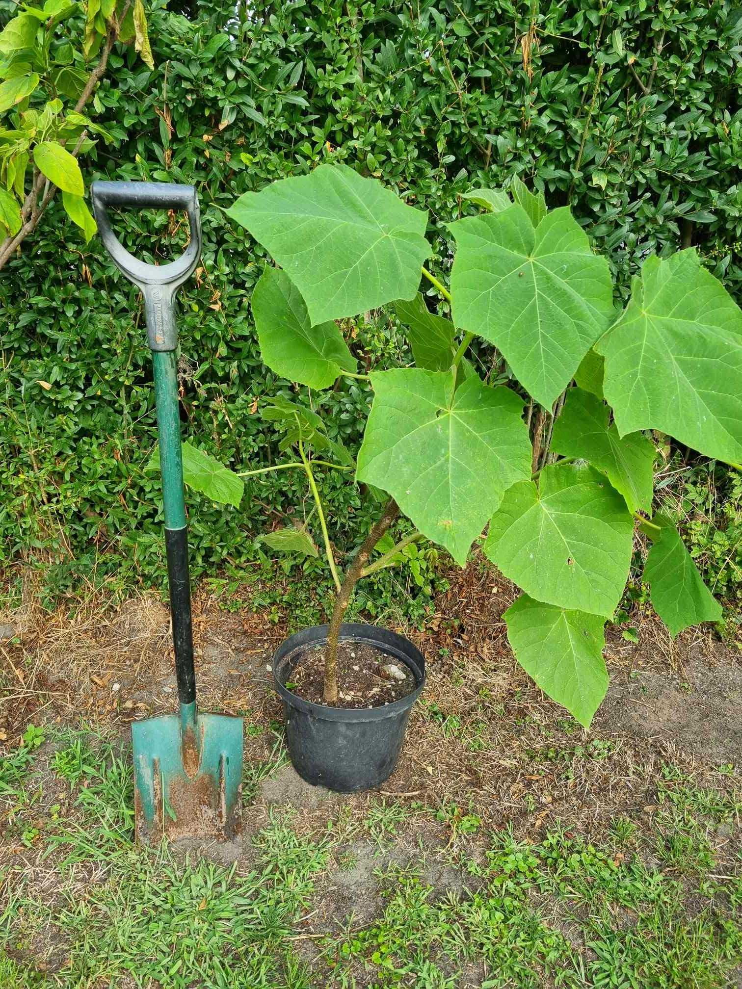 Paulownia, drzewo z dużymi przyrostami
