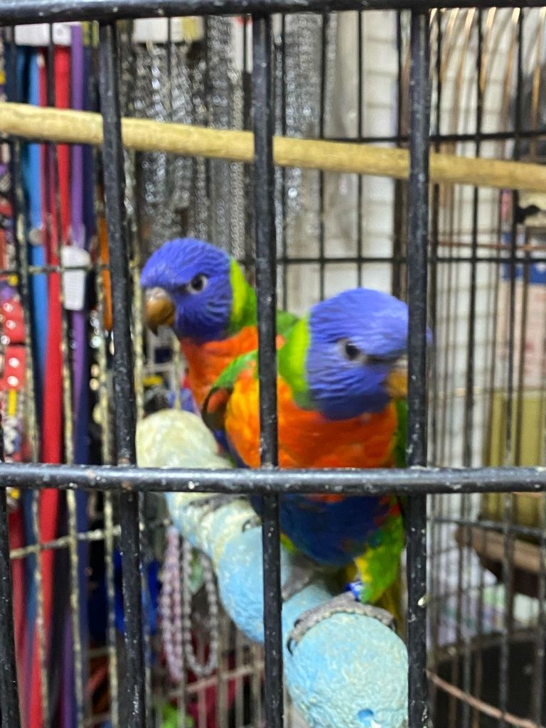 Papagaios lorys demosticados