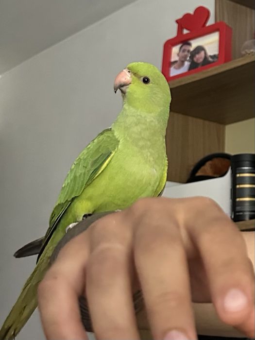 Ring Neck menos de 1 ano