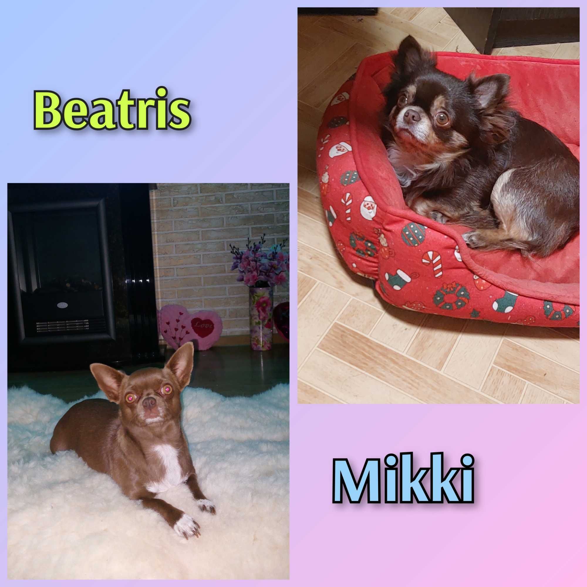 Mini czekoladowa suczka chihuahua Tiffany.