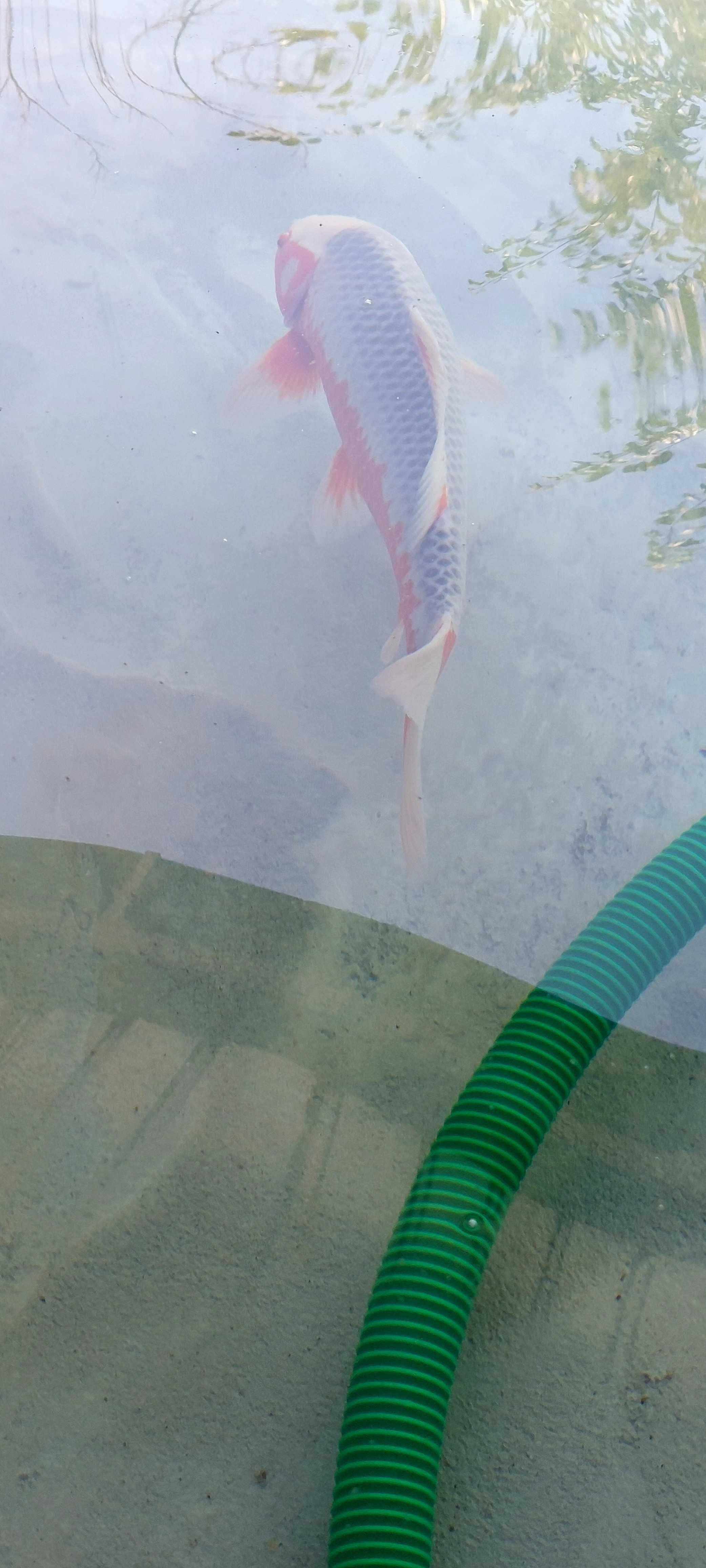 Carpa Koi Asagi 63cm