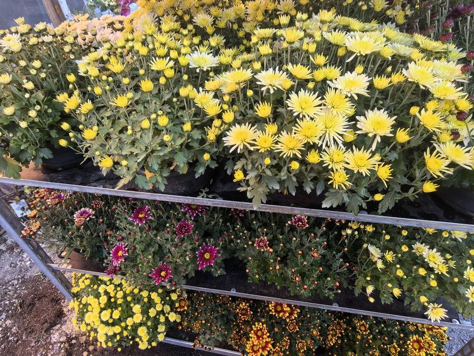 Przepiękne Chryzantemy już od 15 zł za sztukę