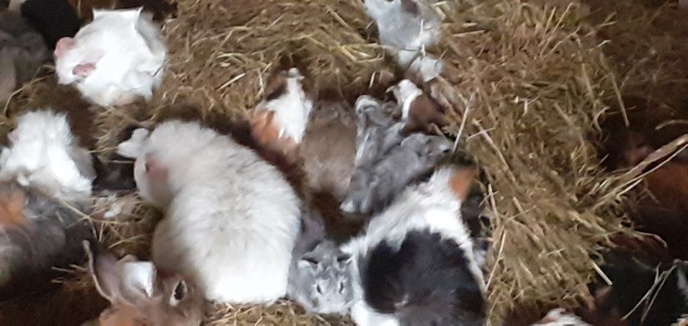 Świnka morska Kawia domowa