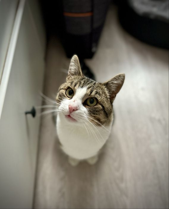 Misiek- cudowny kocurek czeka na swoje szczęśliwe zakończenie!