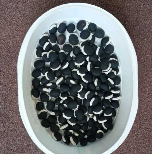 Семена Долихос Лаблаб (декоративная вьющаяся фасоль)